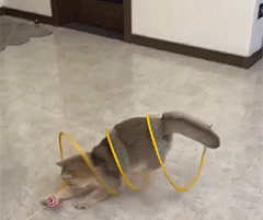 MCOIKY® S-Shape Foldable Cat Tunnel – Stop Midnight Zoomies